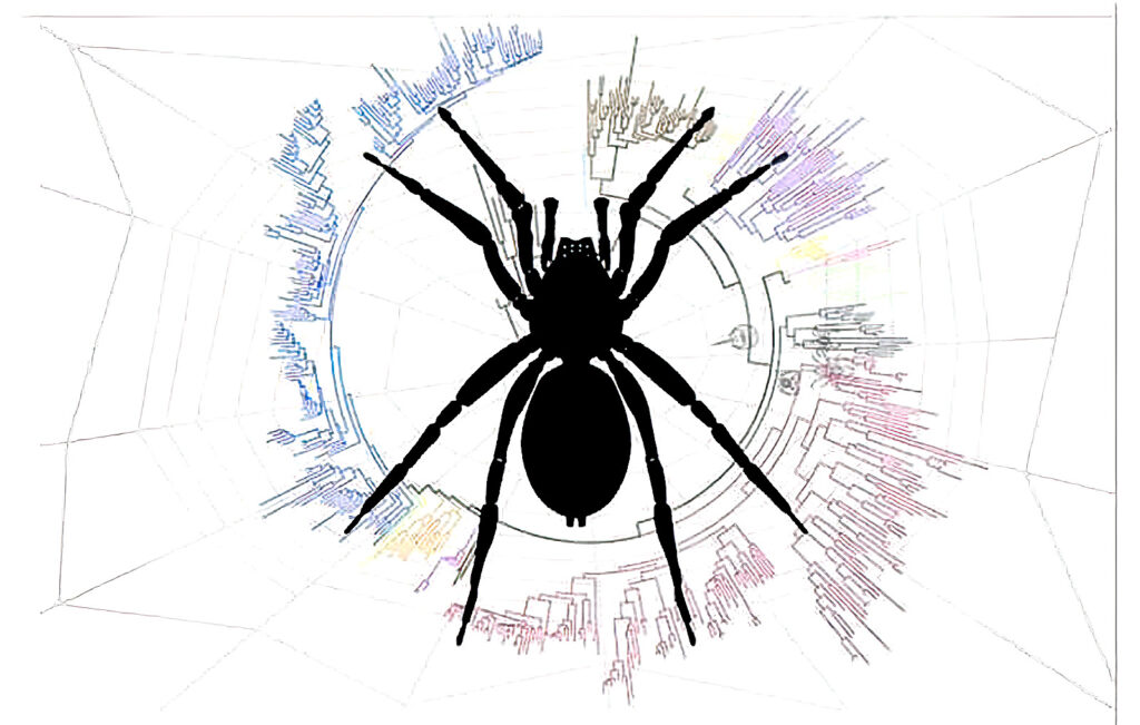 Spider Key Science Bio Advances in the reconstruction of the spider tree of life: A roadmap ...
