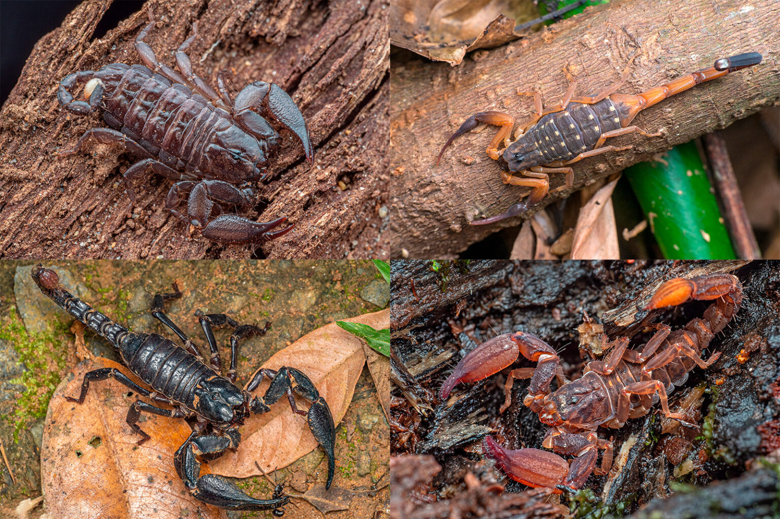 World Spider Catalog Asian Society of Arachnology